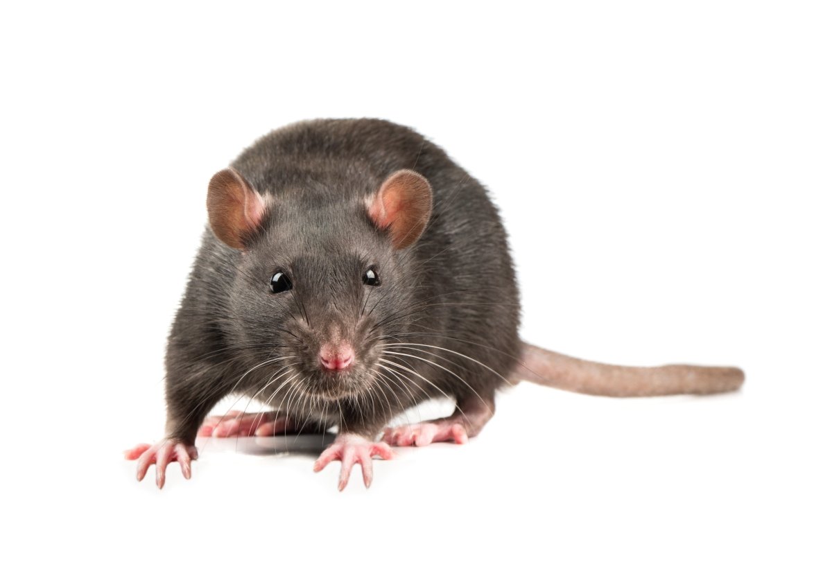Paquete de valor para lagartos de Rodent Pro