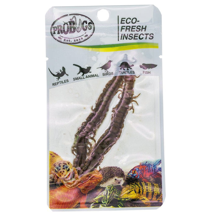 ProBugs Eco Fresh Centipede, 2pcs - Reptiles By Post