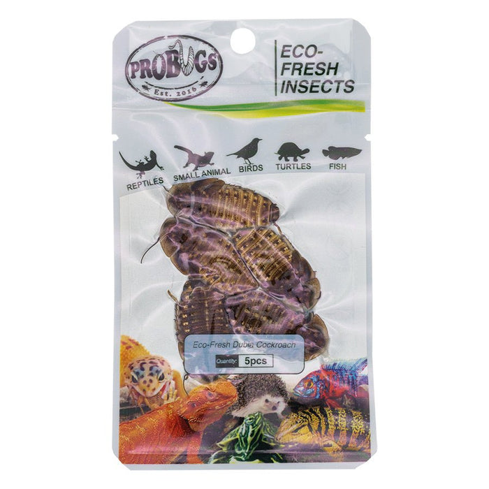 ProBugs Eco Fresh Dubia Cockroach, 5pcs - Reptiles By Post