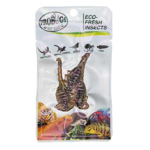 ProBugs Eco Fresh Scorpion, 3pcs - Reptiles By Post