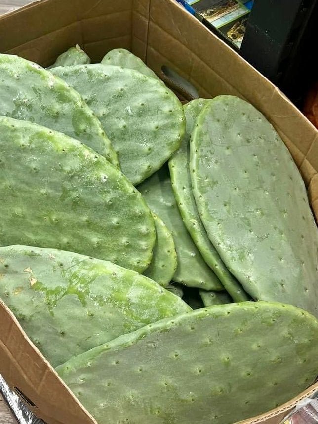 prickly pear cactus for bearded dragons Prickly Pear Cactus Pads — Reptiles By Post