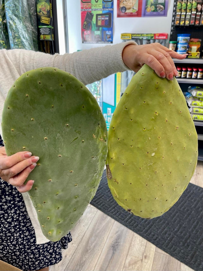 prickly pear cactus for bearded dragons Prickly Pear Cactus Pads — Reptiles By Post