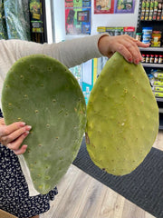 ProRep Live Plant Prickly Pear Cactus Pads - Reptiles By Post