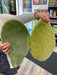 ProRep Live Plant Prickly Pear Cactus Pads - Reptiles By Post