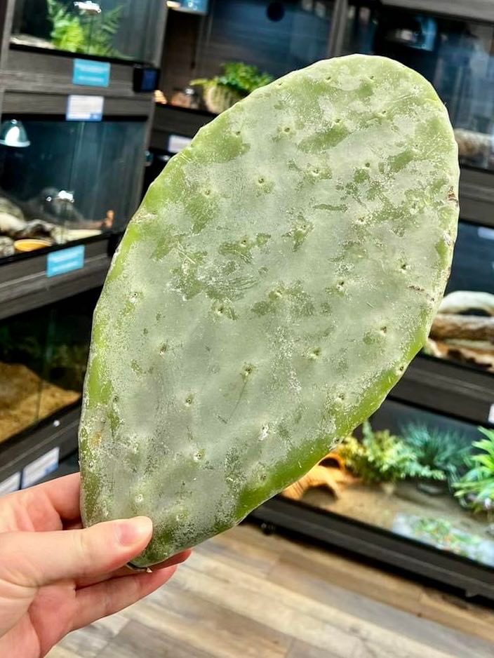 prickly pear cactus for bearded dragons Prickly Pear Cactus Pads — Reptiles By Post