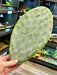 ProRep Live Plant Prickly Pear Cactus Pads - Reptiles By Post