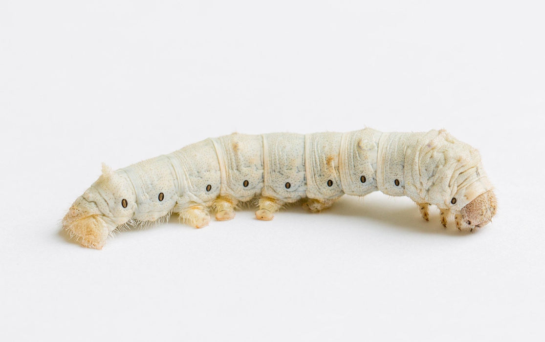 Silkworms, Large - Reptiles By Post