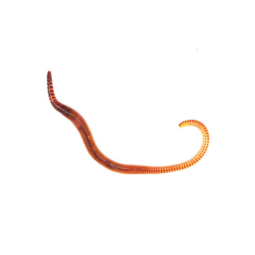 Small Worms (Dendrobaena) prepack 35 - Reptiles By Post