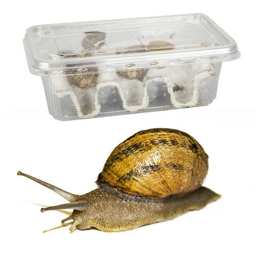 Snails - Standard Tubs - Reptiles By Post