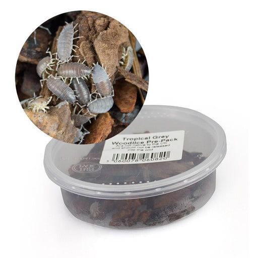 Tropical Grey Woodlice pre-pack - Reptiles By Post