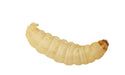 Waxworms - Reptiles By Post